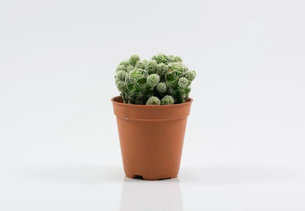 Isolation cactus — Stock Photo, Image