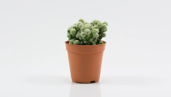 Isolation cactus — Stock Photo, Image