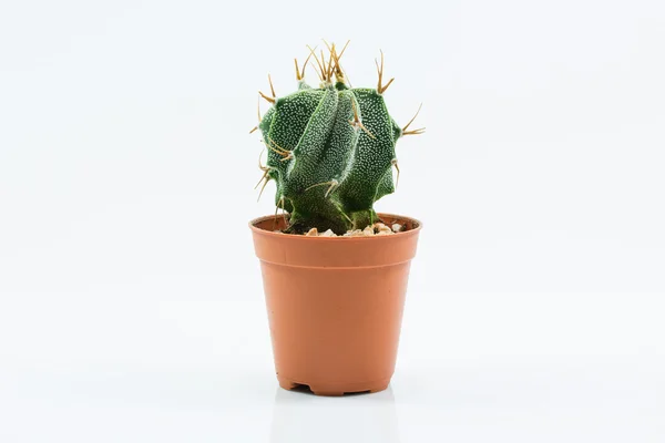 Isolation cactus — Stock Photo, Image