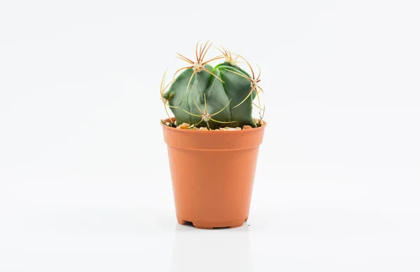 Isolation cactus — Stock Photo, Image