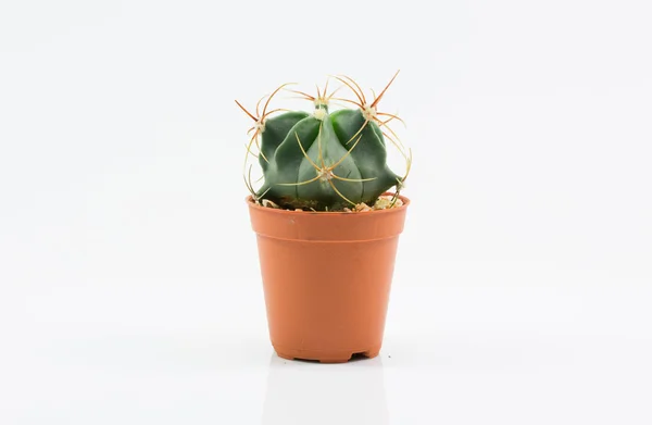 Isolation cactus — Stock Photo, Image