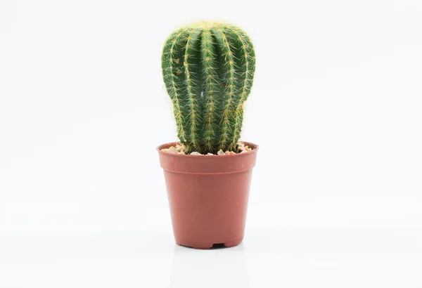 Isolated cactus on white background — Stock Photo, Image