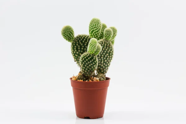 Cactus de aislamiento Imágenes de stock libres de derechos