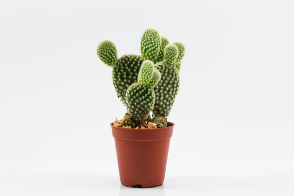 Isolamento cactus Immagini Stock Royalty Free