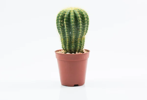 Cactus aislado sobre fondo blanco Imagen de archivo