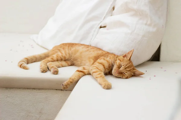Cat Sleeping Bed — Stock Photo, Image