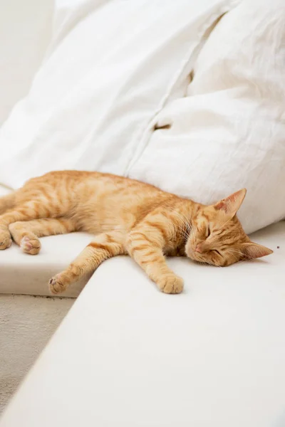 Кот Спящий Кровати — стоковое фото