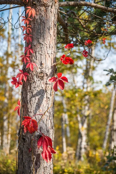 Herfst boomschors — Stockfoto