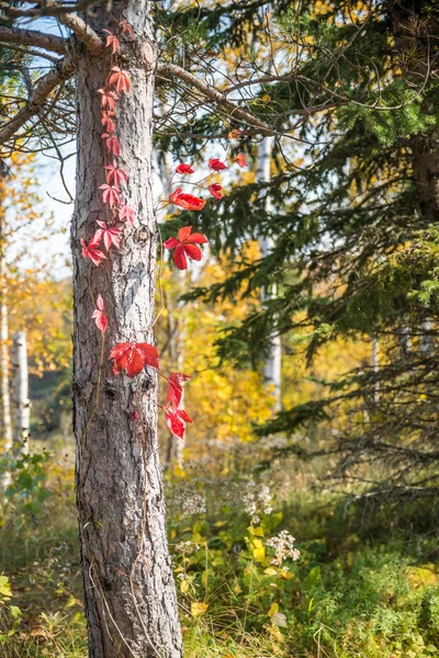 Efterår træ bark - Stock-foto