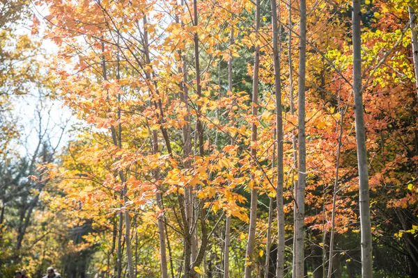 Herfst kleuren — Stockfoto