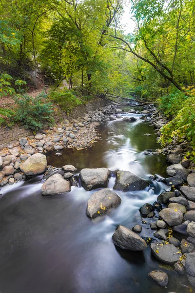 L'acqua scorre attraverso la foresta — Foto Stock