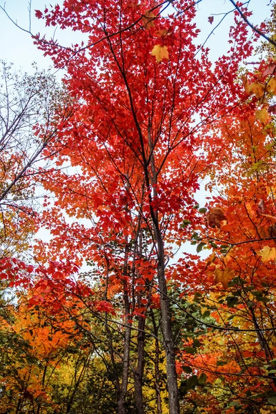 Algonquin Nationaalpark in het najaar — Stockfoto