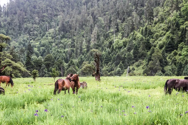 Pferde und Kühe im Gras — Stockfoto