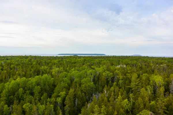 Lente landschap met bos — Stockfoto