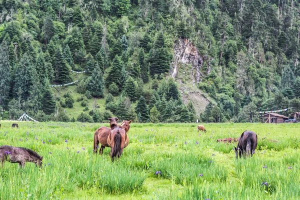 Cavalos e vaqueiras no campo de grama — Fotografia de Stock
