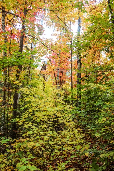 Algonquin National Park i efteråret - Stock-foto