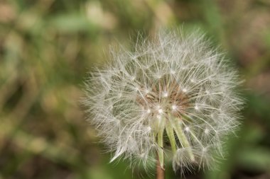 karahindiba losing onun tohumları