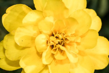 Çiçek şekilleri ve dokularının ayrıntıları