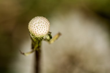Seedless dandelion seed head clipart