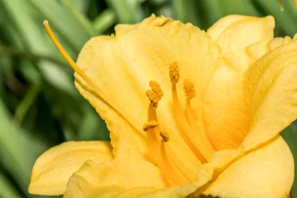 Close up shot of flowers with fine detail — Stock Photo, Image