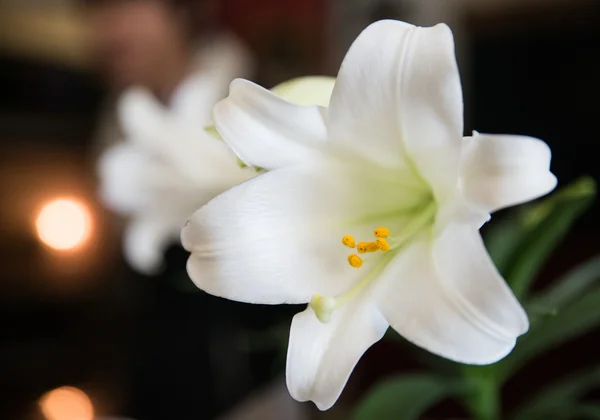 細かいディテールを持つ花のショット — ストック写真