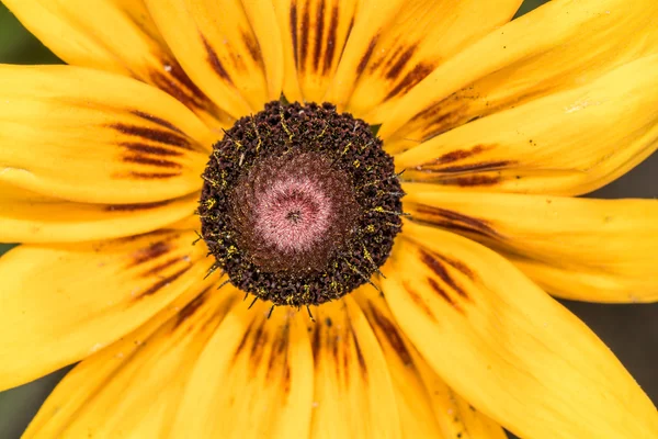 Detaljert nærbilde av solsikke i hagen – stockfoto