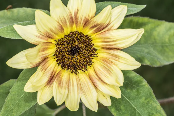 Daisy flower bloesem in de zomer — Stockfoto