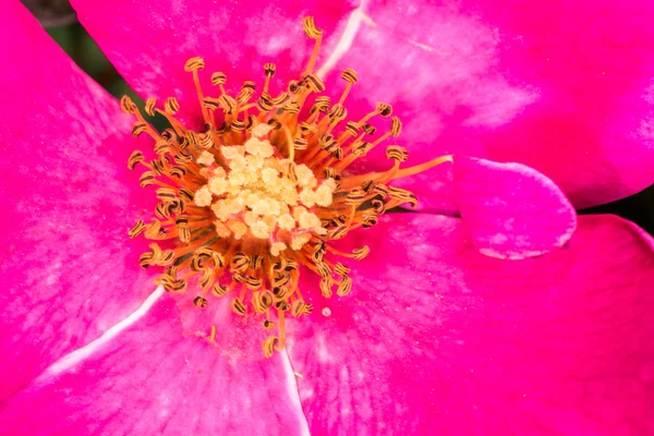 Eglantine Sweet briar flower blossom — Stock Photo, Image