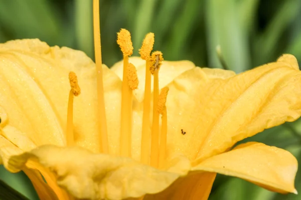 Gros plan des fleurs avec des détails fins — Photo