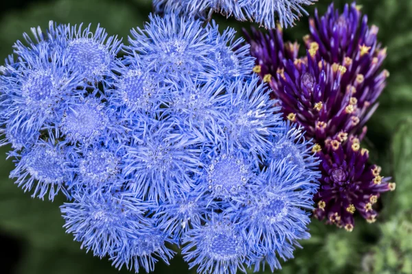 Bunch of thistle flower in summer time — Stock Photo, Image