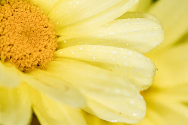 Leucantehmum bloem bloeien in de zomer — Stockfoto