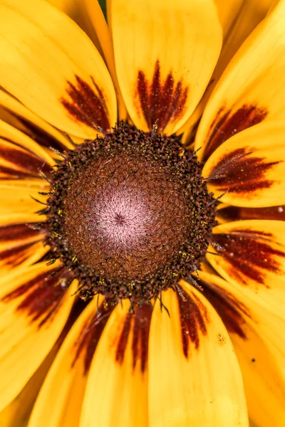 Szczegółowe zbliżenie zdjęcie słonecznika w ogrodzie — Zdjęcie stockowe