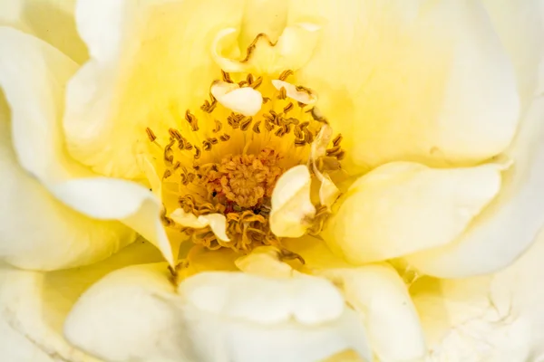 Églantine Fleurs de bruyère douce — Photo