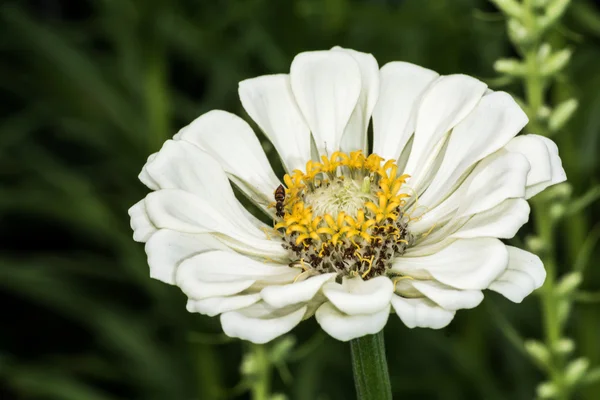 Witte zinnia bloem bloeien in de zomer — Stockfoto