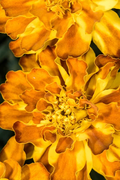 Details van bloemen vormen en textuur — Stockfoto