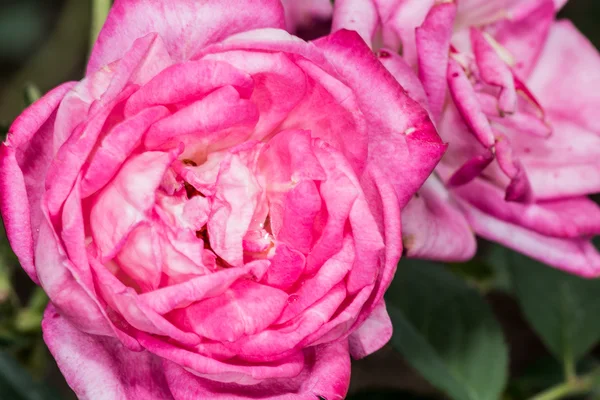 Pink rose flower blossom — Stock Photo, Image