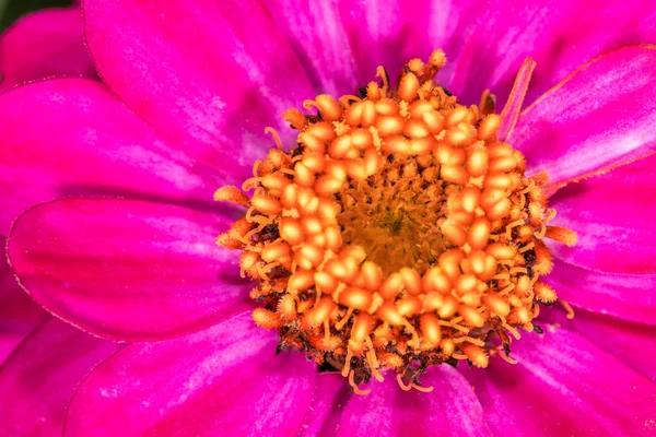 Magenta violet zinnia bloem in de zomer — Stockfoto