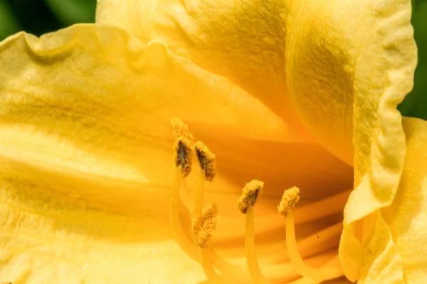 Close up shot of flowers with fine detail — Stock Photo, Image