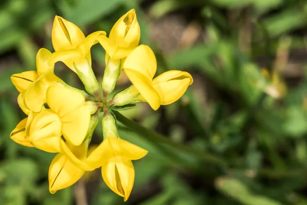 Coreopsis kwiat w okresie letnim — Zdjęcie stockowe