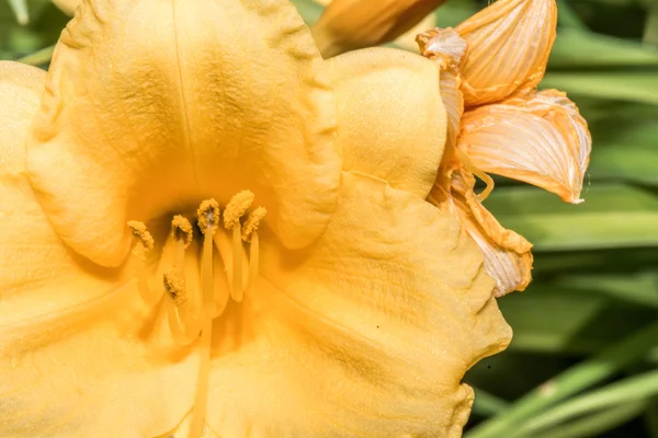 Nahaufnahme von Blumen mit feinen Details — Stockfoto