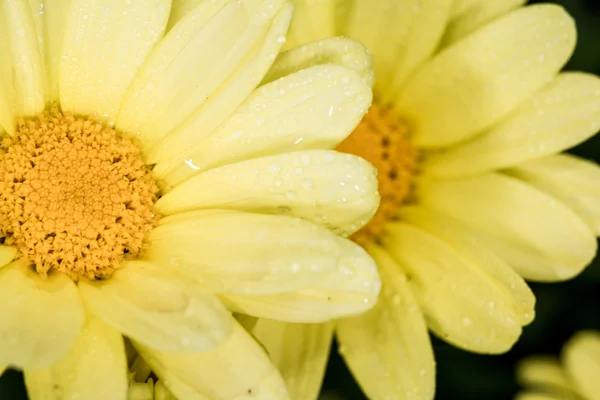 Leucantehmum flower blooming in summer time — Stock Photo, Image