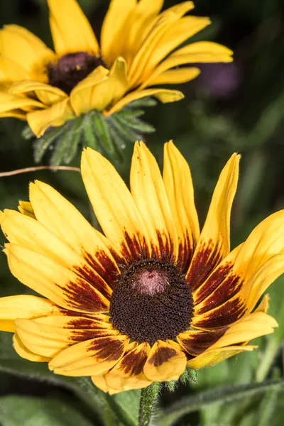 Detaljert nærbilde av solsikke i hagen – stockfoto