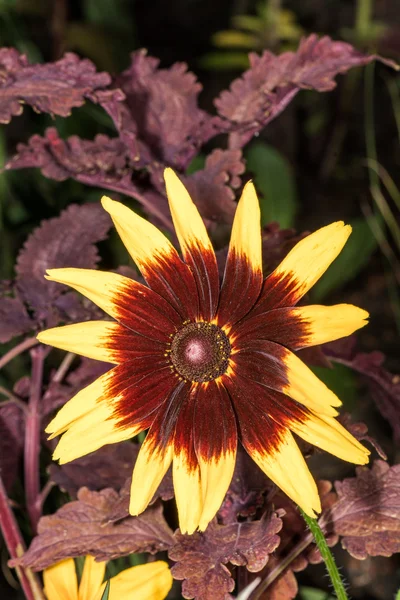 Detaillierte Nahaufnahme von Sonnenblumen im Garten — Stockfoto