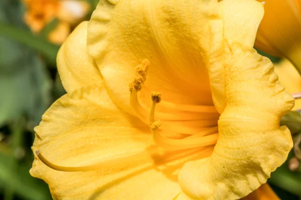 Close up shot of flowers with fine detail — Stock Photo, Image