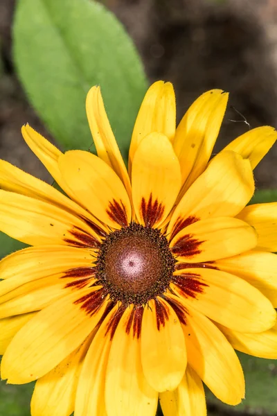 Detailed closeup photo of sunflower in garden — Stock Photo, Image