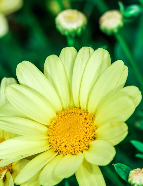 Leucantehmum flower blooming in summer time — Stock Photo, Image