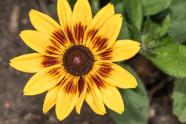 Detailed closeup photo of sunflower in garden — Stock Photo, Image