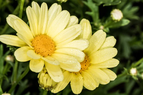 Leucantehmum bloem bloeien in de zomer — Stockfoto
