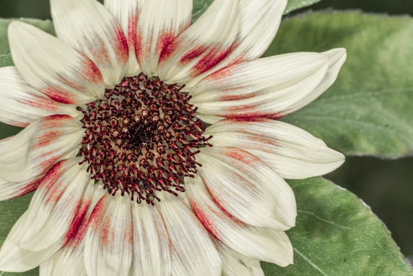 Daisy flower bloesem in de zomer — Stockfoto