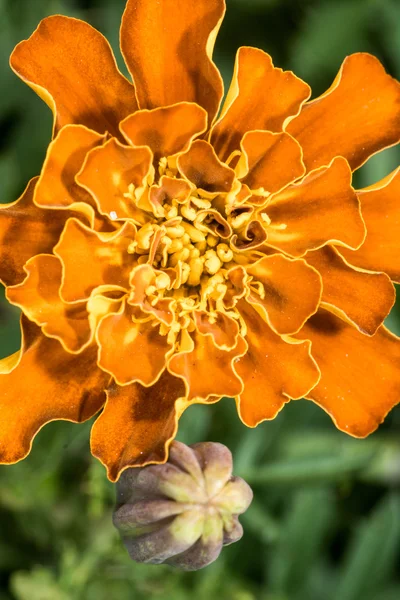 Details of flowers shapes and texture — Stock Photo, Image